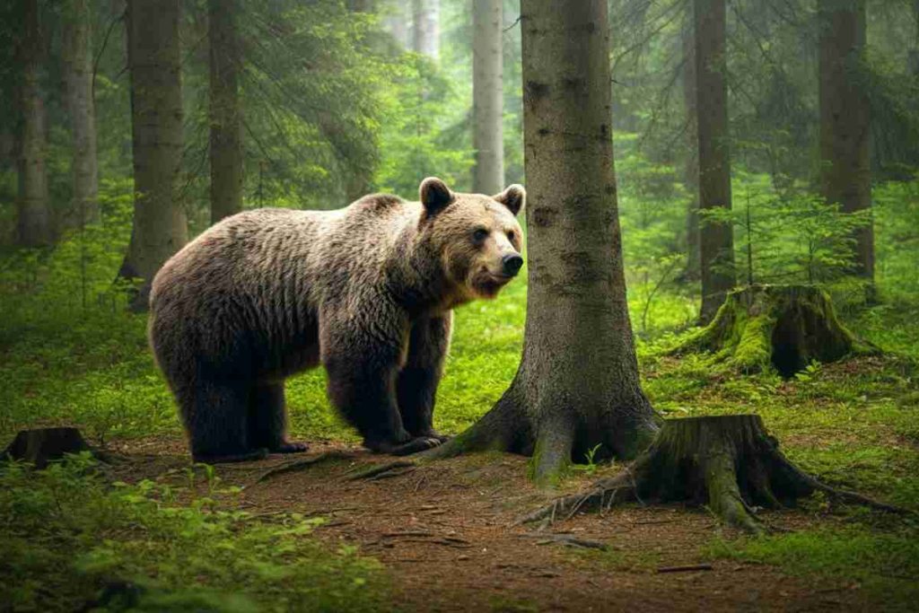 La Slovacchia apre le porte alla vendita di carne di orso: una scelta controversa