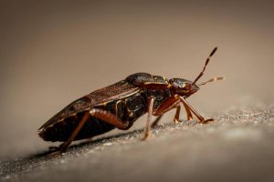 La cimice dei letti: il parassita urbano che ha fatto la storia
