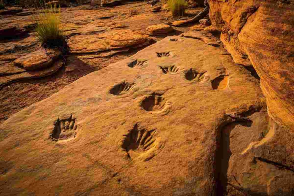 La scoperta della più antica impronta di un rettile rivoluziona la nostra comprensione dell'evoluzione