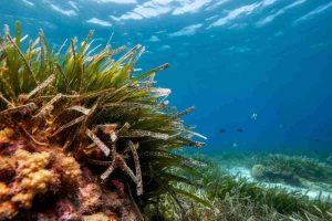 Il Dna delle piante marine svela i segreti degli eventi stressanti