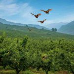 Nuove scoperte: 20 virus mai visti prima nei pipistrelli cinesi