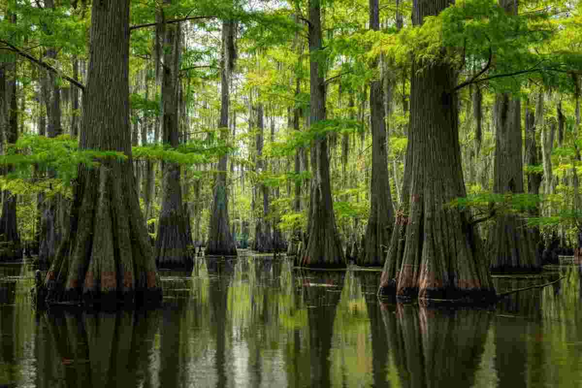 Scoperte sorprendenti: il clima di 2.500 anni fa rivive in una foresta fossile