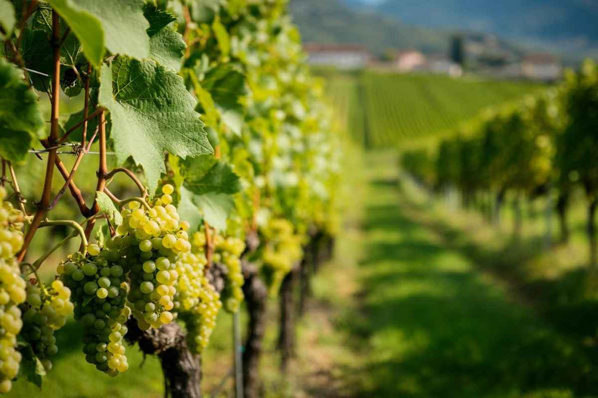 Trentino celebra l'eccellenza: 19 vini Muller Thurgau premiati al 22° concorso