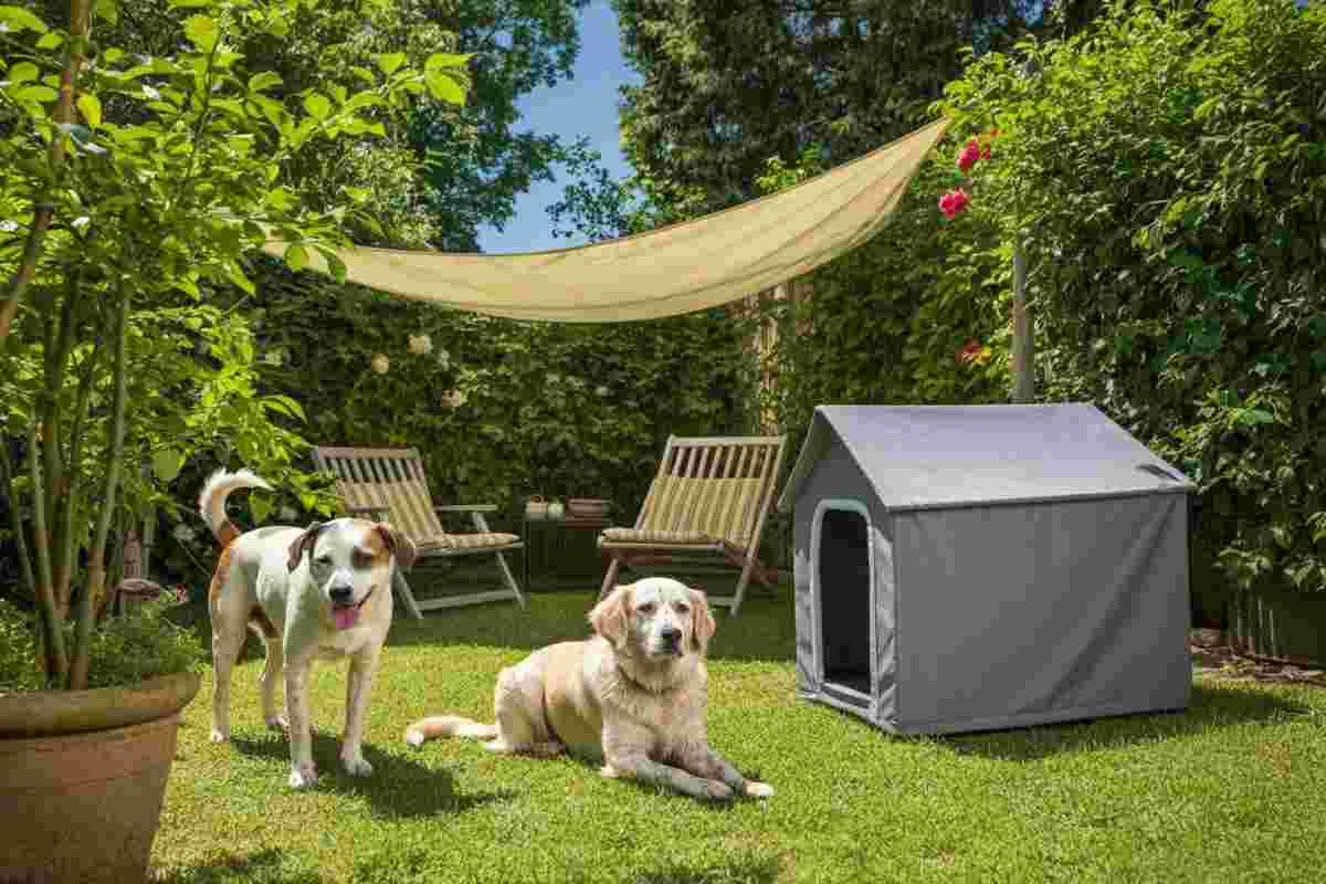 Cani abbandonati al sole: tragedia e salvataggio in vacanza a Napoli