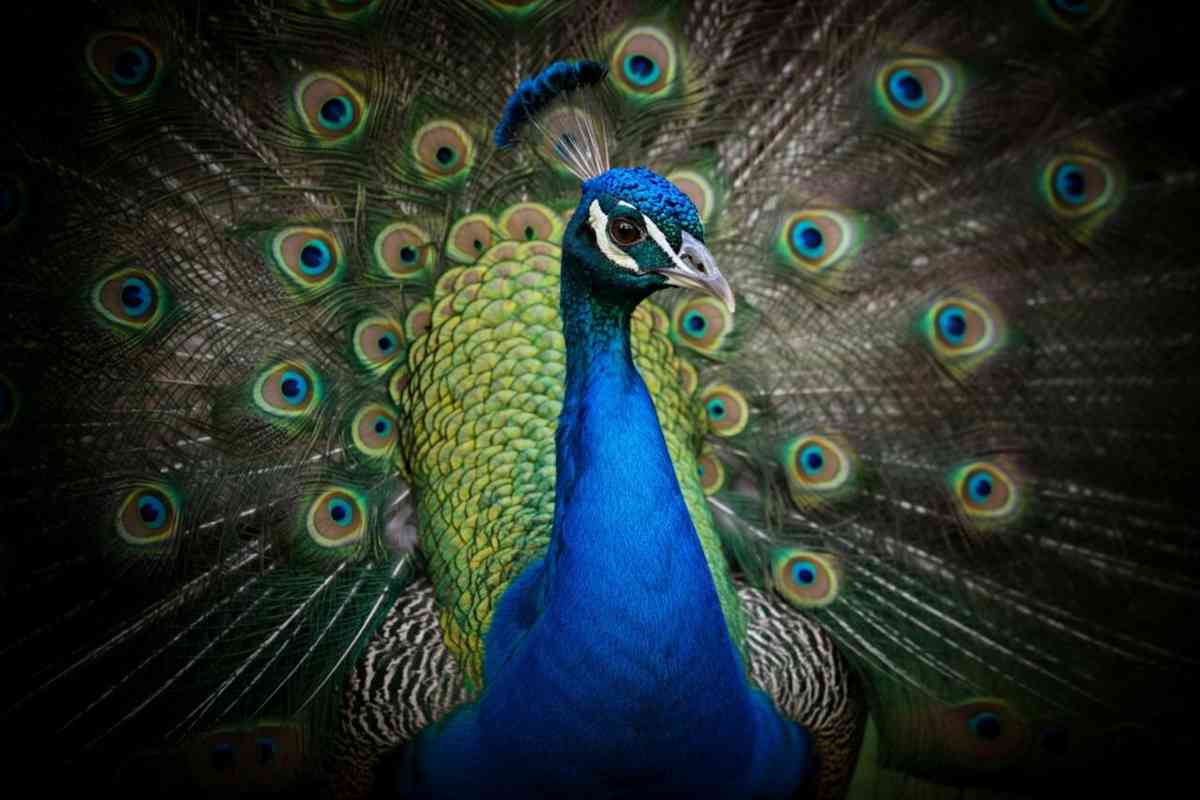 La sorprendente magia dei pavoni: come gli occhi delle loro code generano laser di luce