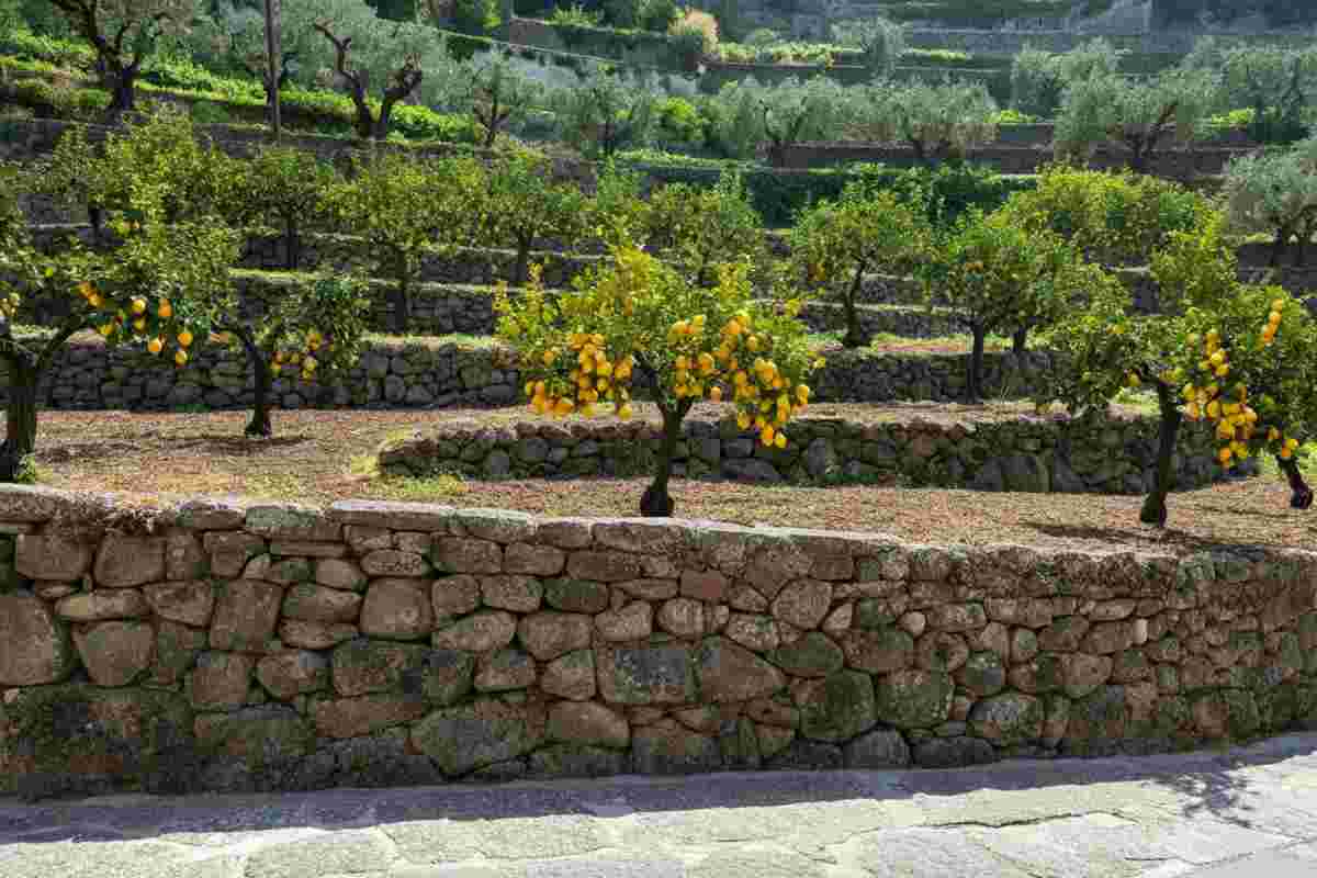 L'agricoltura di Amalfi: un tesoro riconosciuto come patrimonio mondiale
