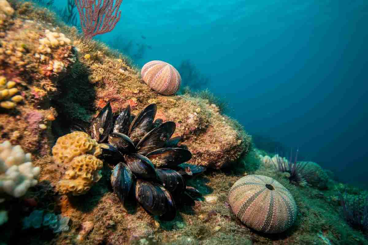 Mediterraneo in crisi: cozze, vongole e ricci a rischio a causa del caldo estremo