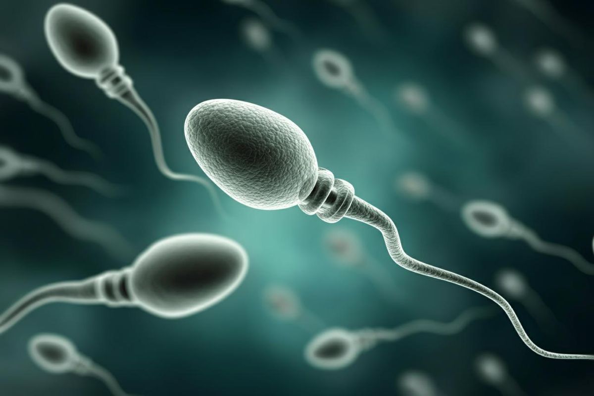 Scoperte due proteine fondamentali per la fertilità maschile