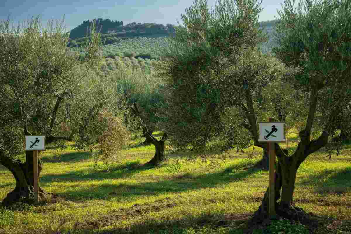 Allerta Xylella in Calabria: interventi urgenti per salvare l'olivicoltura