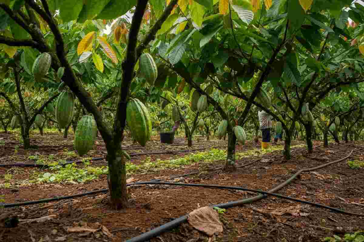 Domori lancia un innovativo progetto di agricoltura rigenerativa in Ecuador