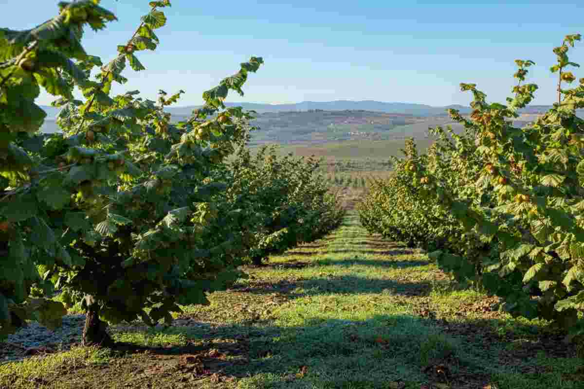 Ferrero frena gli acquisti: il prezzo delle nocciole turche schizza alle stelle