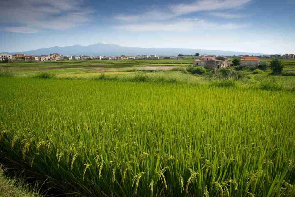 Il riso calabrese conquista la Cina: la sfida delle sorelle Praino con 'Magisa'