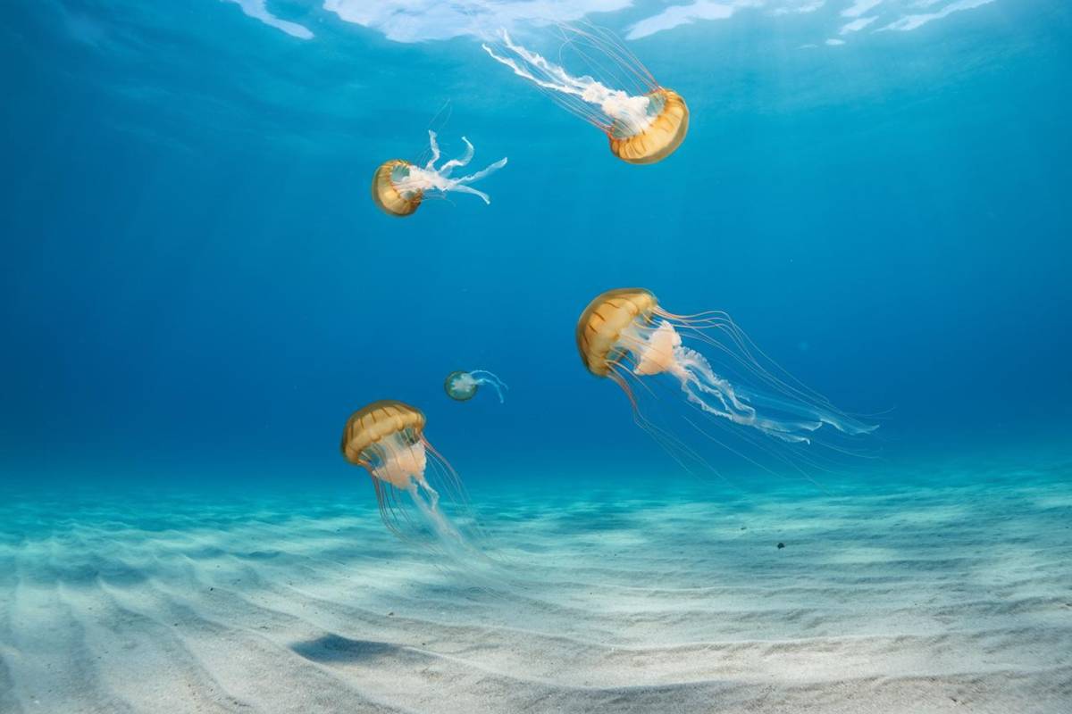 Il sorprendente cervello delle meduse: memoria e curiosità svelate