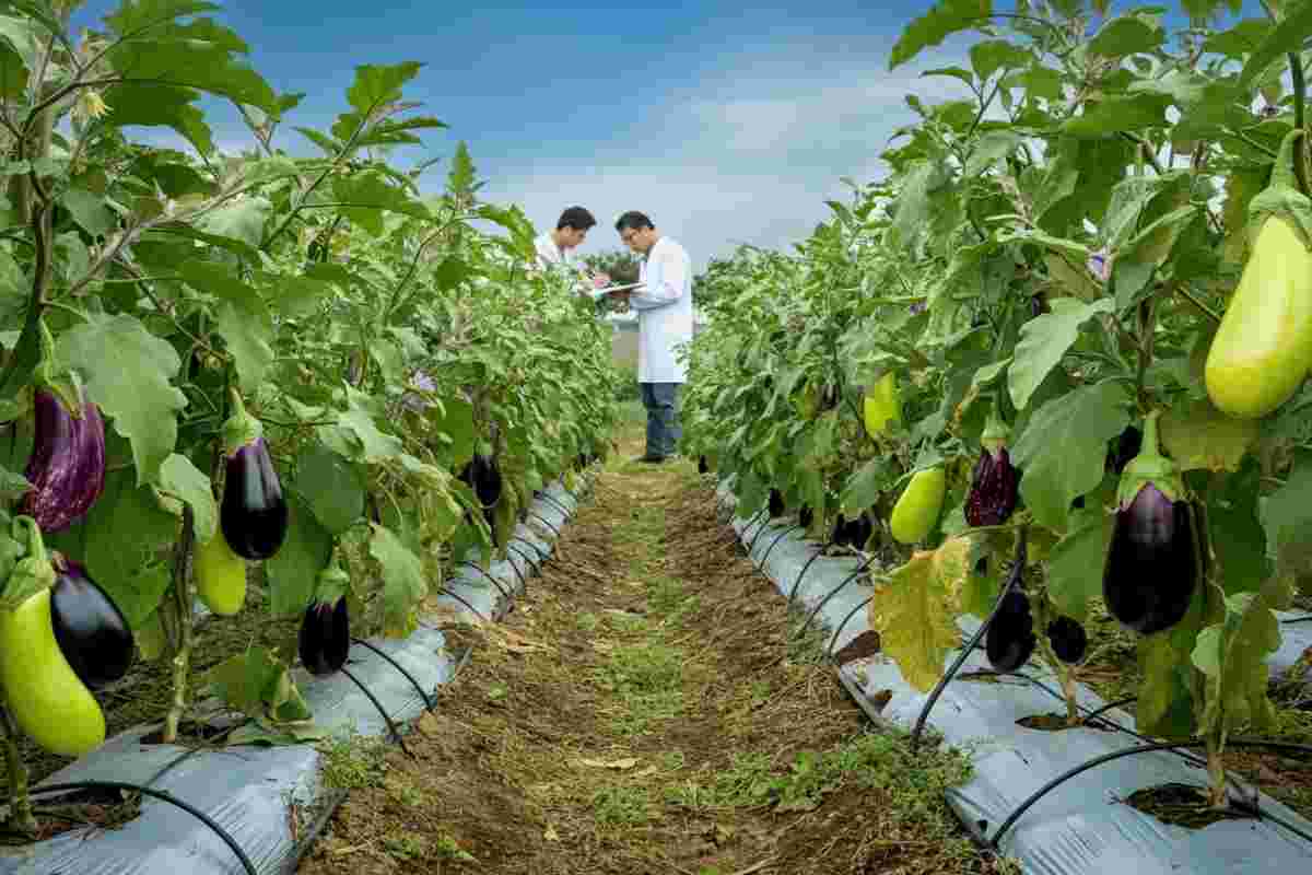 La melanzana svelata: un atlante dei suoi geni racconta la sua storia