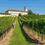 Vino: il Gruppo Mezzacorona punta a un fatturato record di 213 milioni di euro nel 2025