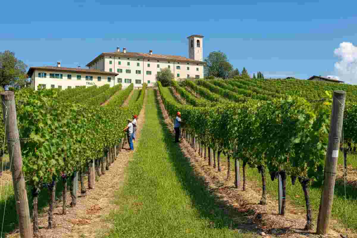 Vino: il Gruppo Mezzacorona punta a un fatturato record di 213 milioni di euro nel 2025