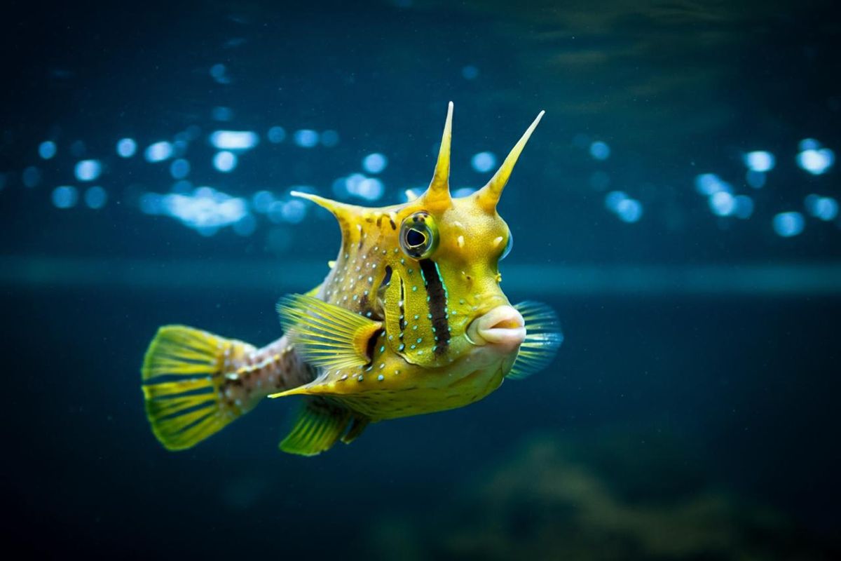 Il pesce Trump conquista i social sudamericani: la sorprendente somiglianza con la pettinatura del presidente Usa