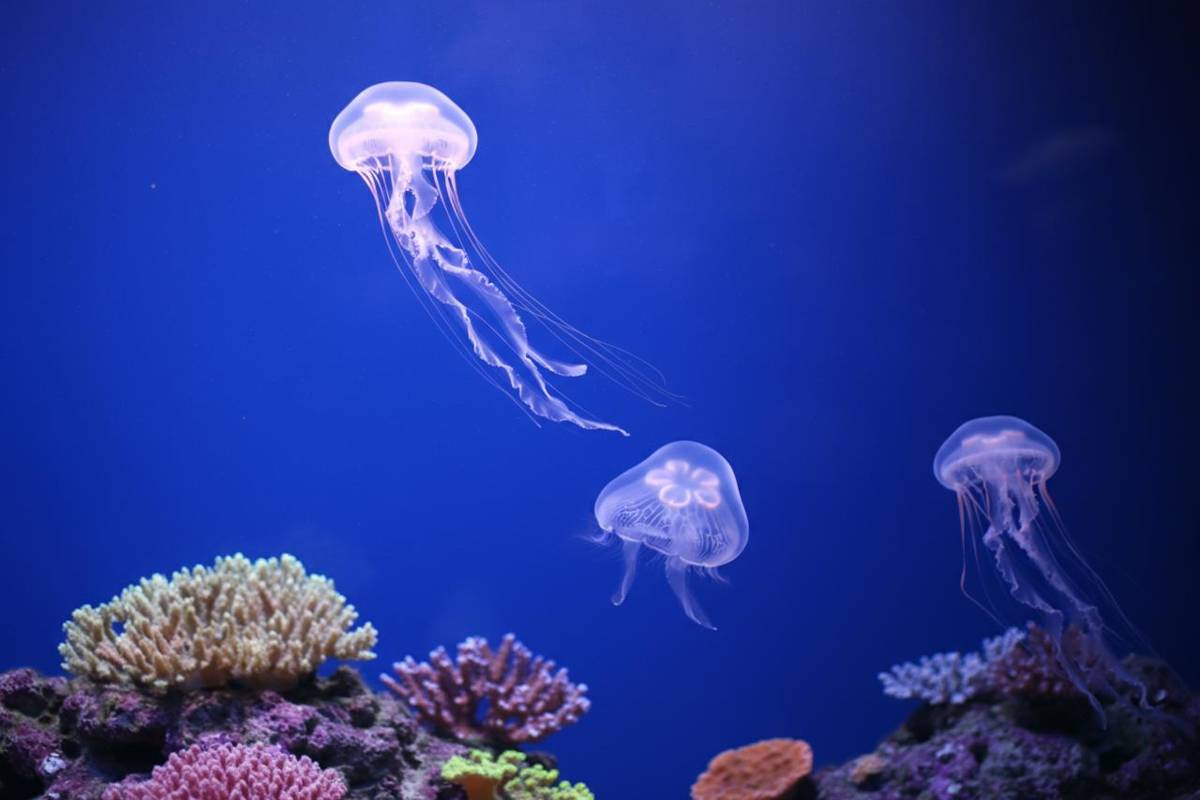 Il segreto delle meduse: come il sonno preserva il Dna dei neuroni