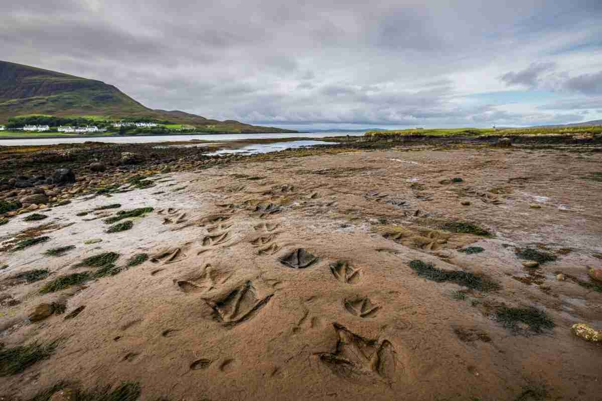 Impronte di dinosauro svelate: il ruolo sorprendente dell'IA nella loro decodifica