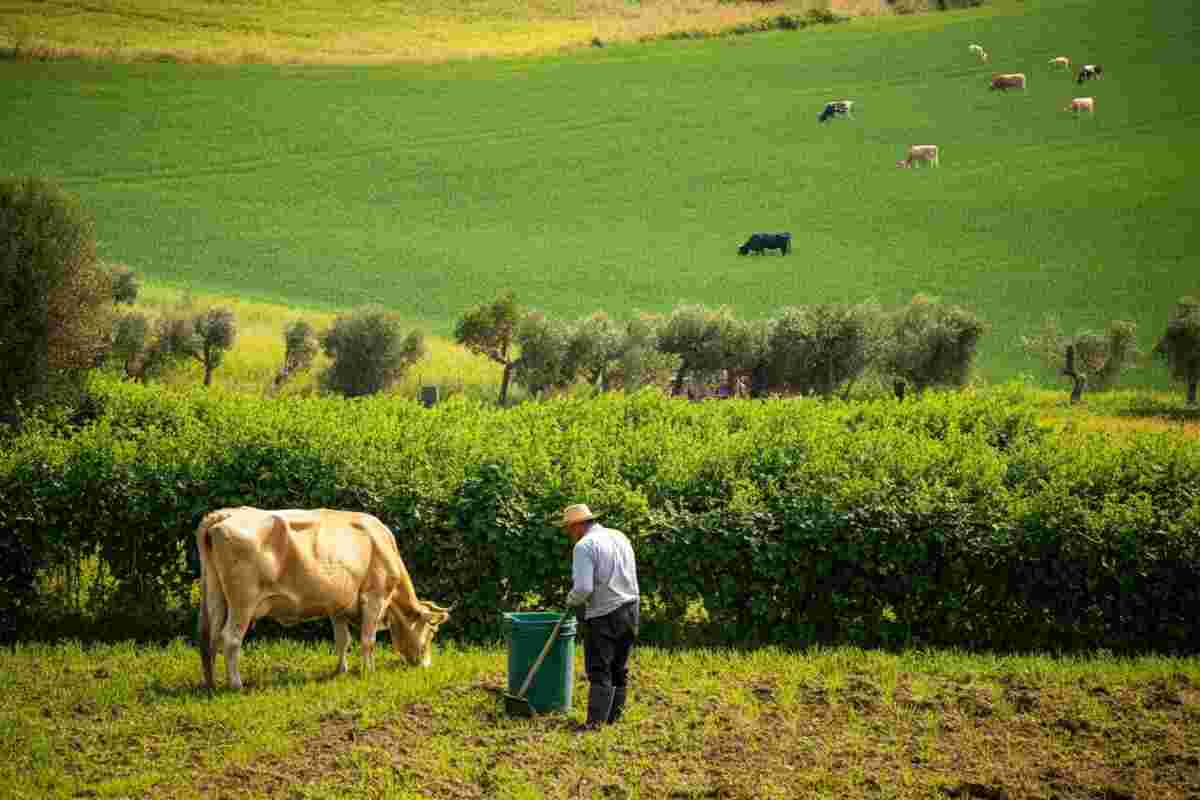 Sequestri sorprendenti: quattro allevatori nei guai per pascoli fantasma