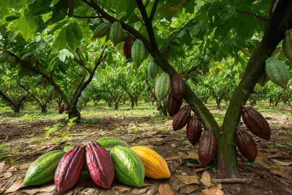 Crollo del prezzo del cacao: il mercato si prepara a un lungo adattamento