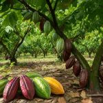 Crollo del prezzo del cacao: il mercato si prepara a un lungo adattamento