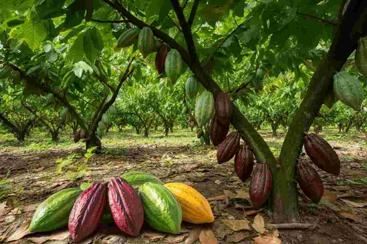 Crollo del prezzo del cacao: il mercato si prepara a un lungo adattamento