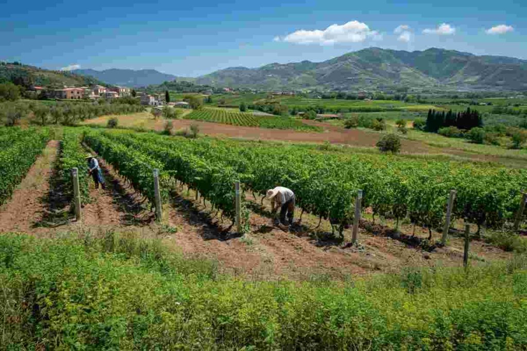 Luca Pignataro: il nuovo corso della Cia Calabria Nord per i prossimi quattro anni