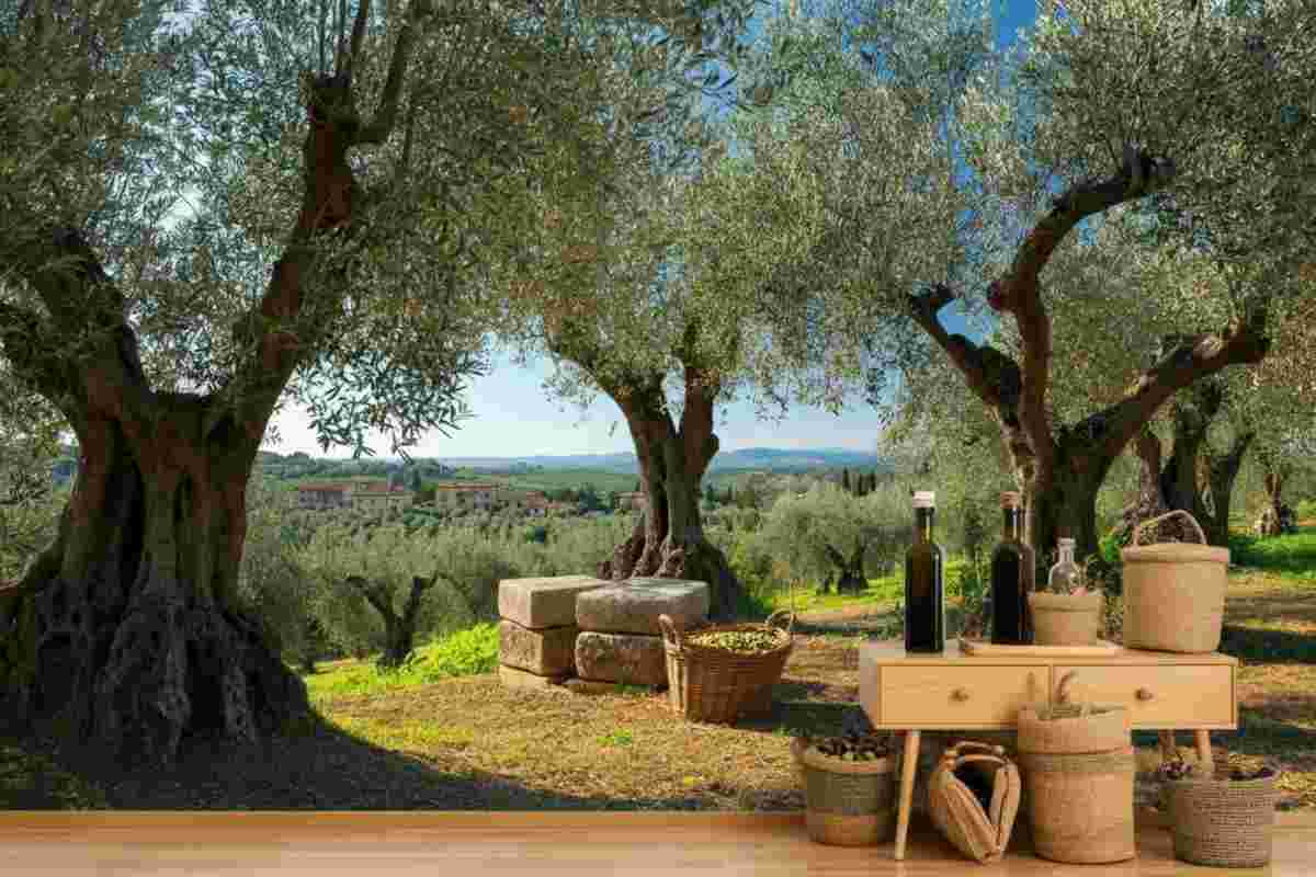 Mediobanca: l'olio di oliva italiano tra crisi produttiva e deficit commerciale