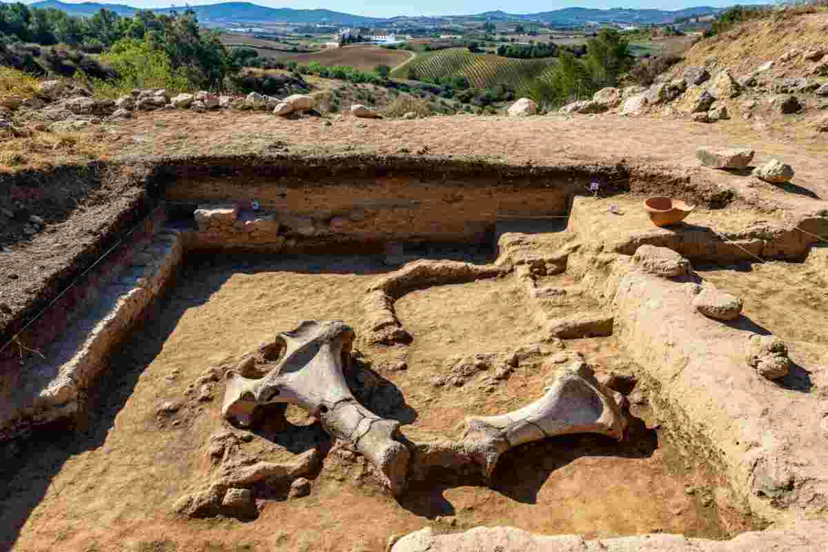 Resti di elefanti di Annibale scoperti in Spagna: un viaggio nel passato