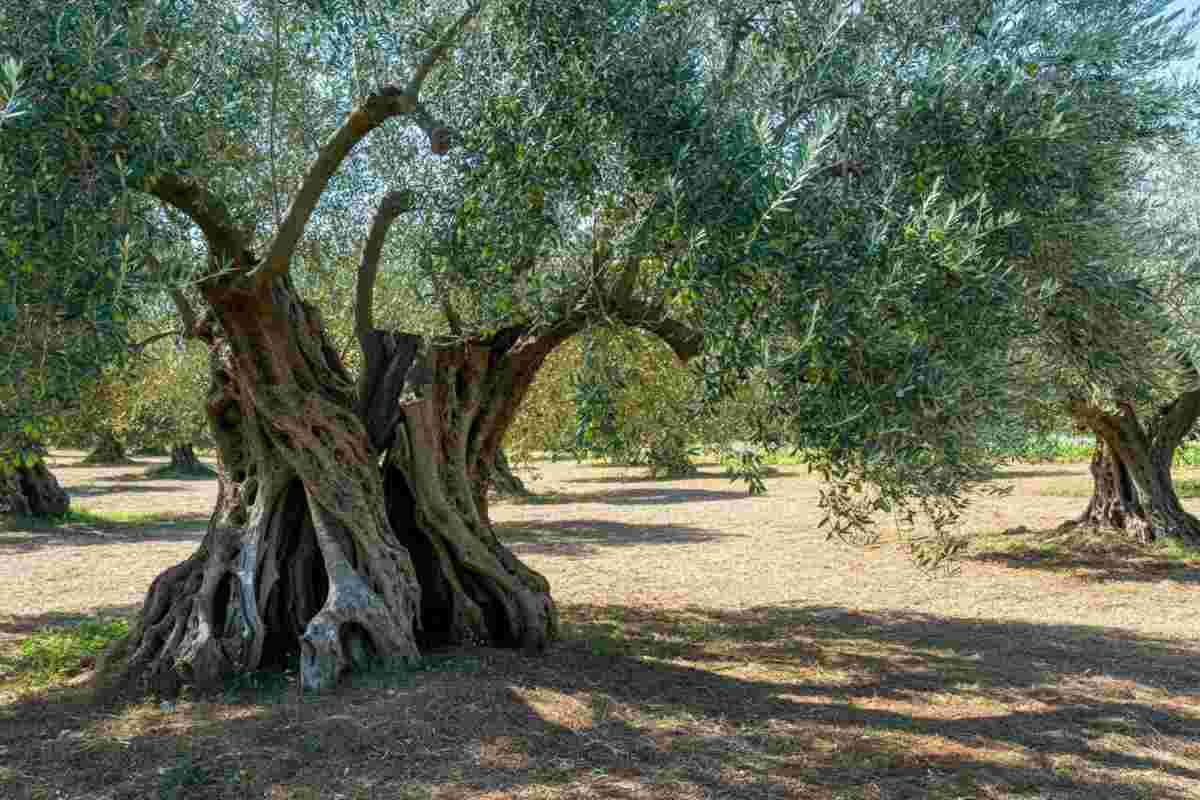 Xylella, la verità sull'esperto del Cnr: archiviata l'inchiesta e una lezione per i complottisti