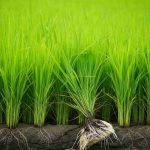 Scoperto un gene del riso che potenzia la produttività riducendo l'uso di fertilizzanti
