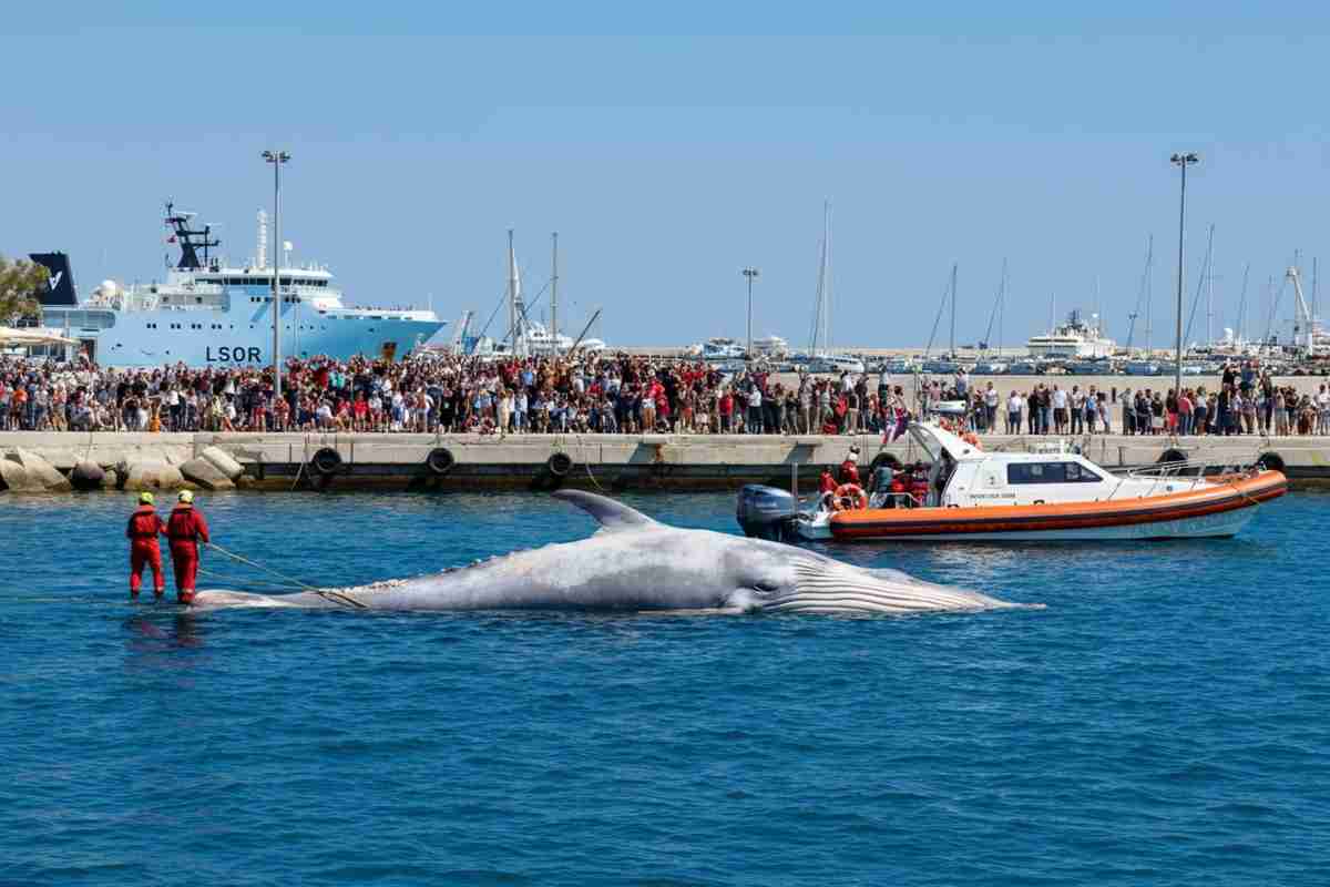 Tragedia nel porto di Napoli: la balenottera trovata morta ferma gli aliscafi